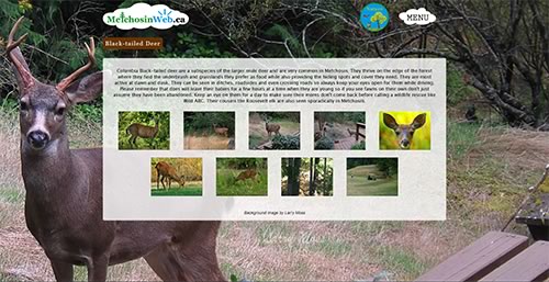 MetchosinWeb.ca